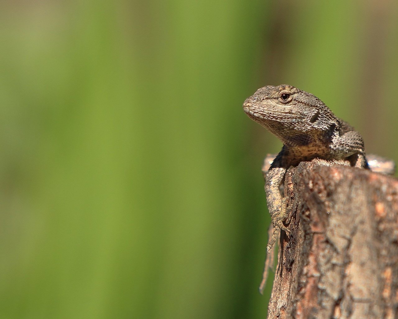 Обои зелень, ящерица, камень, рептилия, пресмыкающиеся, greens, lizard, stone, reptile, reptiles разрешение 1920x1200 Загрузить