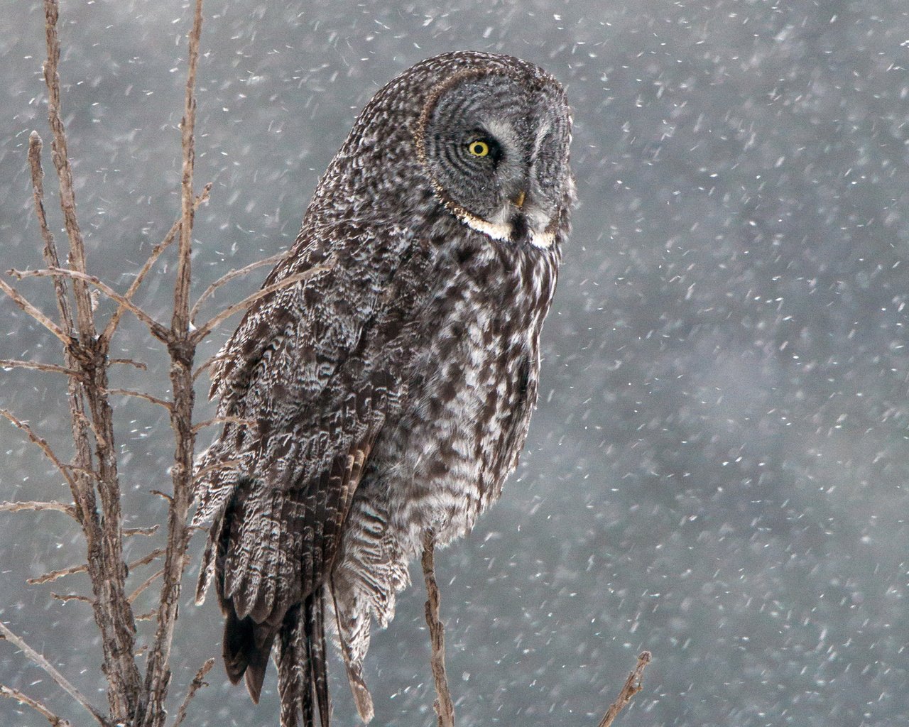 Обои сова, снег, дерево, зима, птица, бородатая неясыть, неясыть, owl, snow, tree, winter, bird, great grey owl разрешение 1920x1440 Загрузить