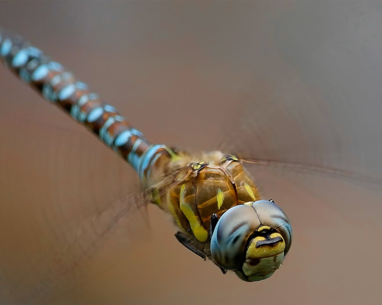 Обои макро, насекомое, фон, крылья, стрекоза, macro, insect, background, wings, dragonfly разрешение 1920x1200 Загрузить