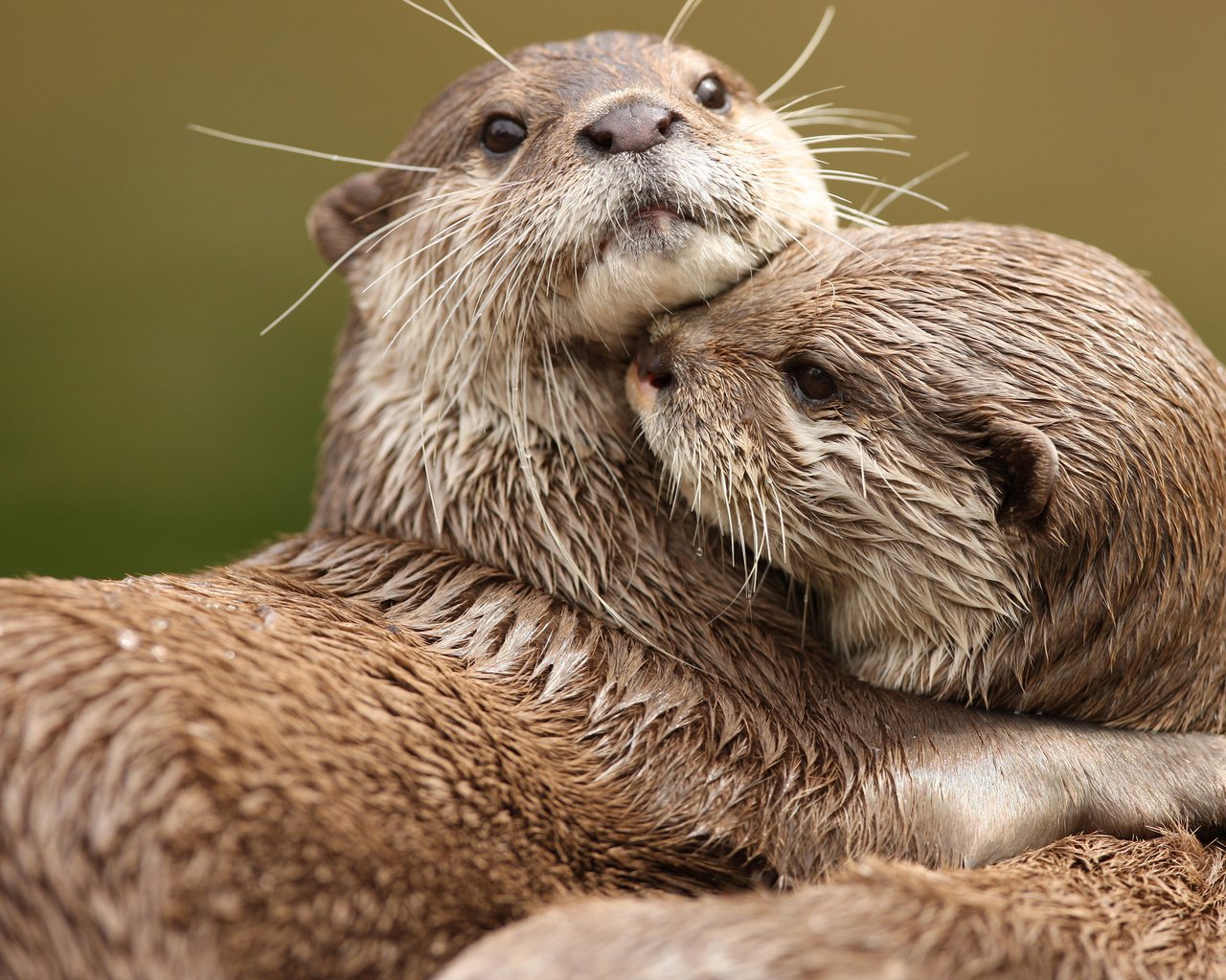 Обои животные, любовь, две, выдры, обнимаются, animals, love, two, otters, hug разрешение 2560x1600 Загрузить