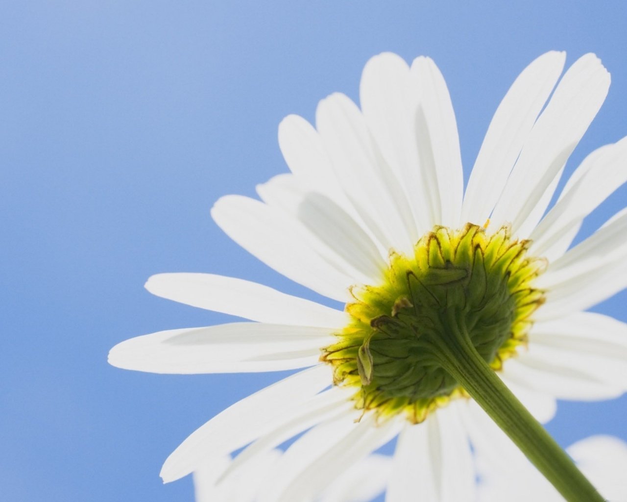 Обои небо, цветок, лепестки, ромашка, стебель, ромашка.небо, the sky, flower, petals, daisy, stem, daisy.the sky разрешение 1920x1440 Загрузить