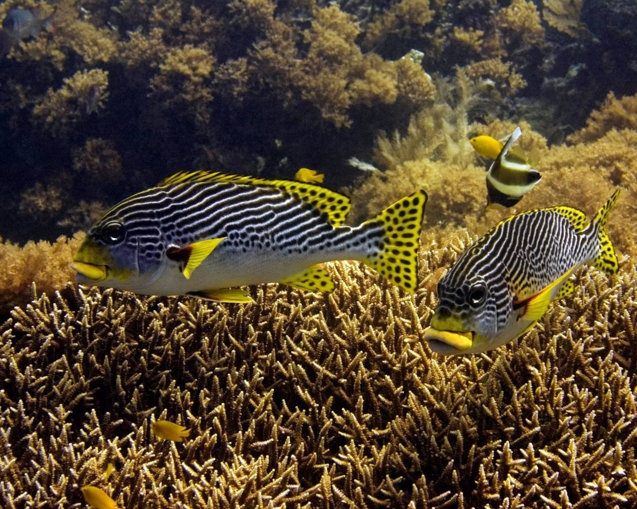 Обои рыбки, рыбы, подводный мир, тропические, дно моря, коралловые рифы, fish, underwater world, tropical, the bottom of the sea, coral reefs разрешение 1920x1200 Загрузить