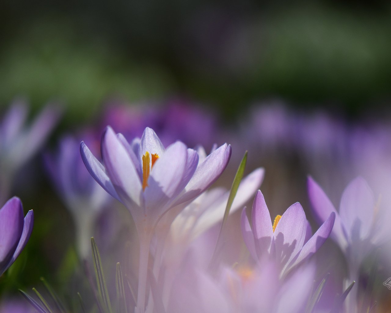 Обои весна, первоцвет, крокусы, makro, cyety, леспестки, spring, primrose, crocuses, lepestki разрешение 1920x1280 Загрузить