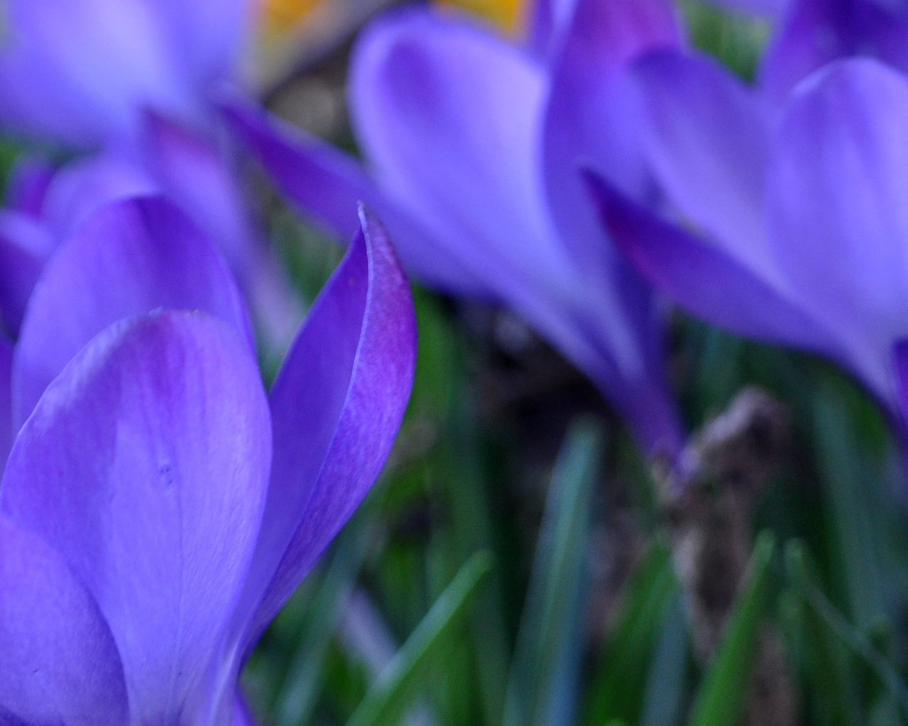 Обои цветы, razmyt, трава, весна, синие, крокусы, vesna, trava, makro, zheltye, krokusy, sirenevye, flowers, grass, spring, blue, crocuses разрешение 4288x1275 Загрузить