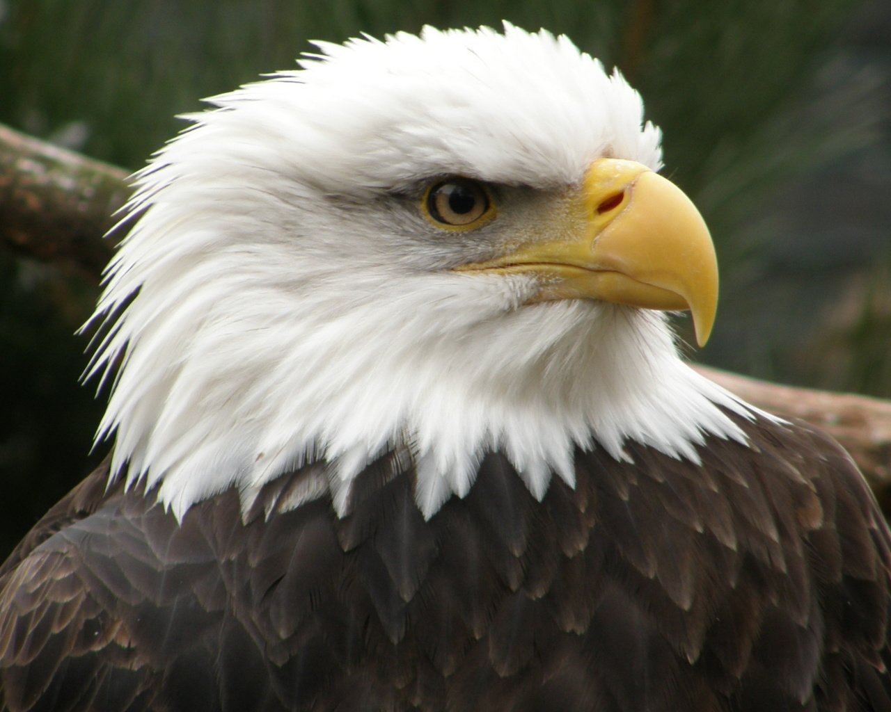 Обои орел, птица, клюв, беллоголовый, белоголовый орлан, хищная птица, eagle, bird, beak, belogolovy, bald eagle, bird of prey разрешение 3072x1728 Загрузить