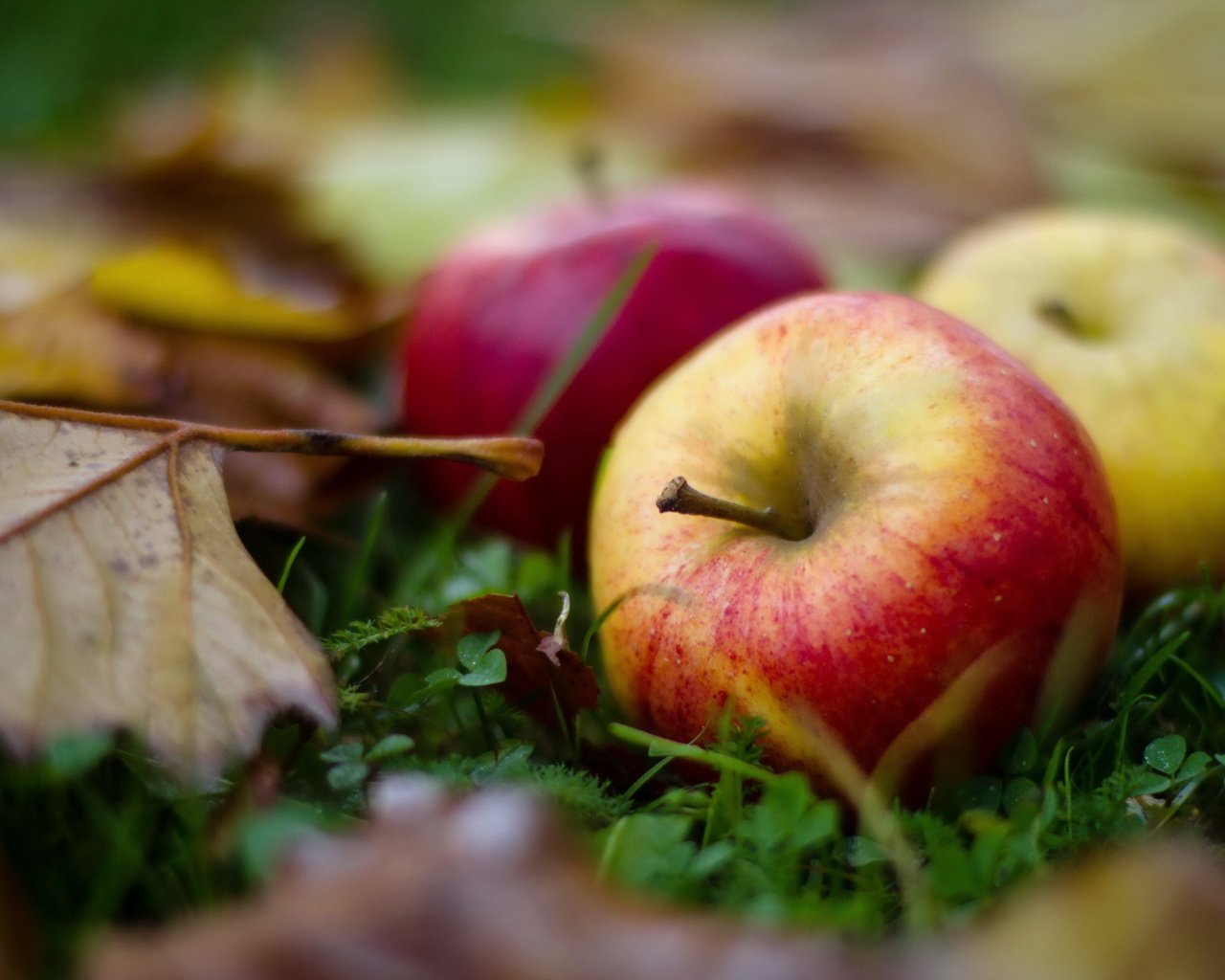 Обои листья, макро, фрукты, яблоки, осень, leaves, macro, fruit, apples, autumn разрешение 2560x1600 Загрузить
