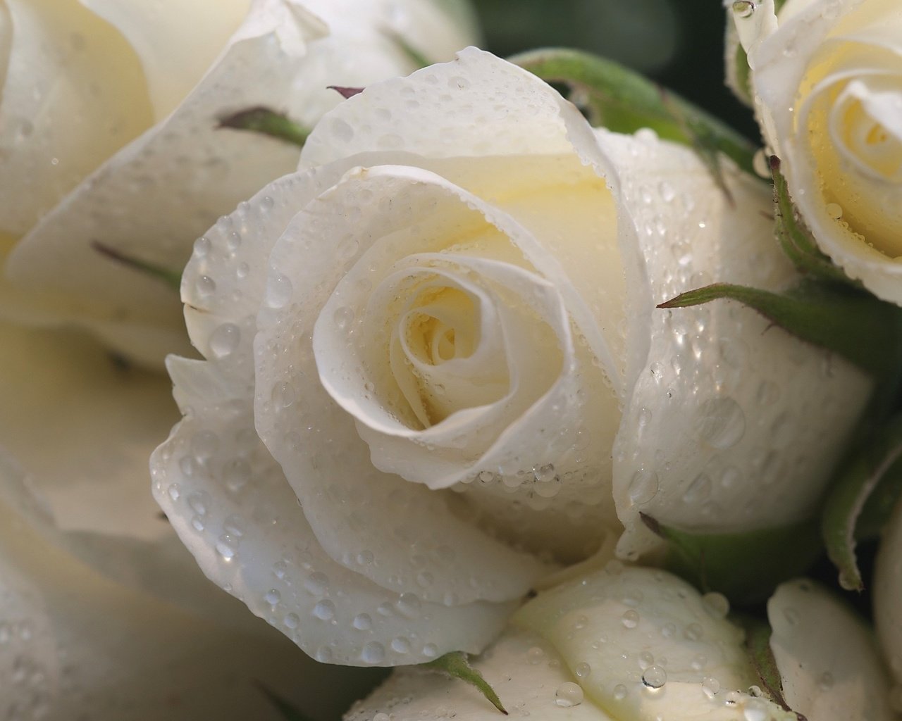 Обои цветы, макро, капли, розы, лепестки, букет, белые, белая роза, flowers, macro, drops, roses, petals, bouquet, white, white rose разрешение 2560x1600 Загрузить