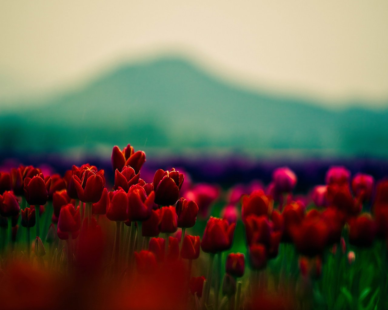 Обои цветы, природа, размытость, весна, тюльпаны, cvety, flowers, nature, blur, spring, tulips разрешение 1920x1200 Загрузить