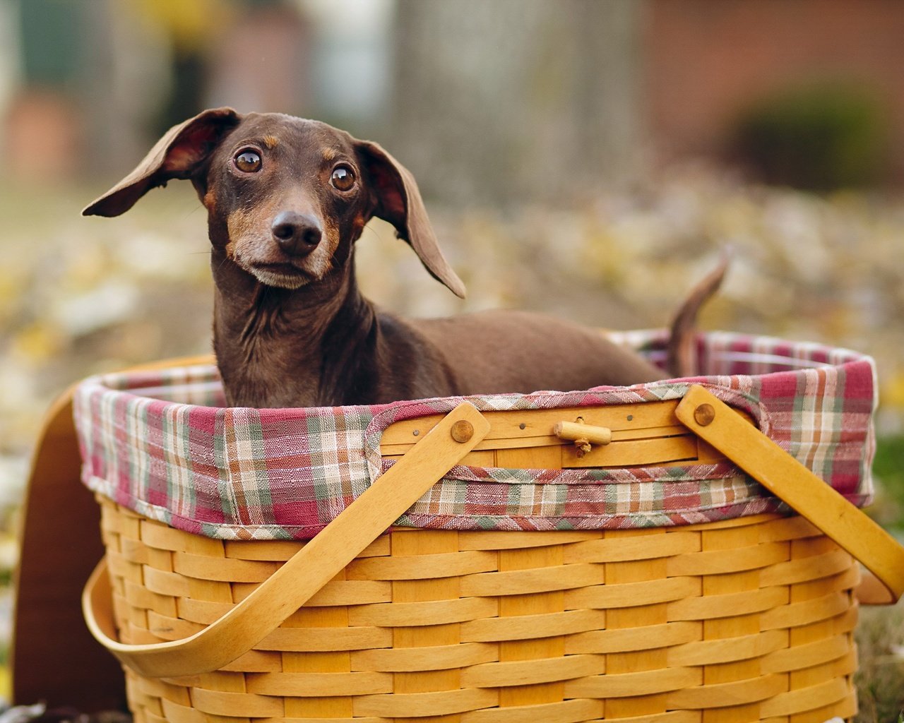 Обои взгляд, осень, собака, такса, корзинка, look, autumn, dog, dachshund, basket разрешение 2560x1600 Загрузить