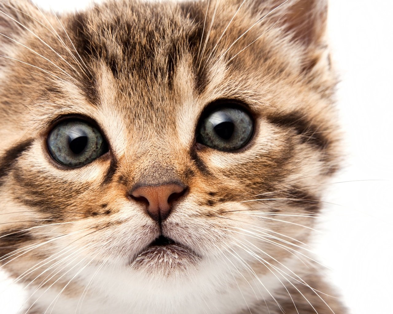 Обои глаза, мордочка, кошка, взгляд, котенок, eyes, muzzle, cat, look, kitty разрешение 2560x1600 Загрузить