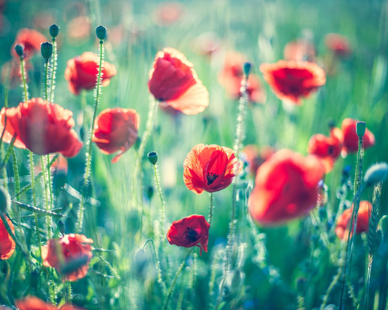 Обои цветы, поле, лето, красные, маки, боке, flowers, field, summer, red, maki, bokeh разрешение 2048x1363 Загрузить