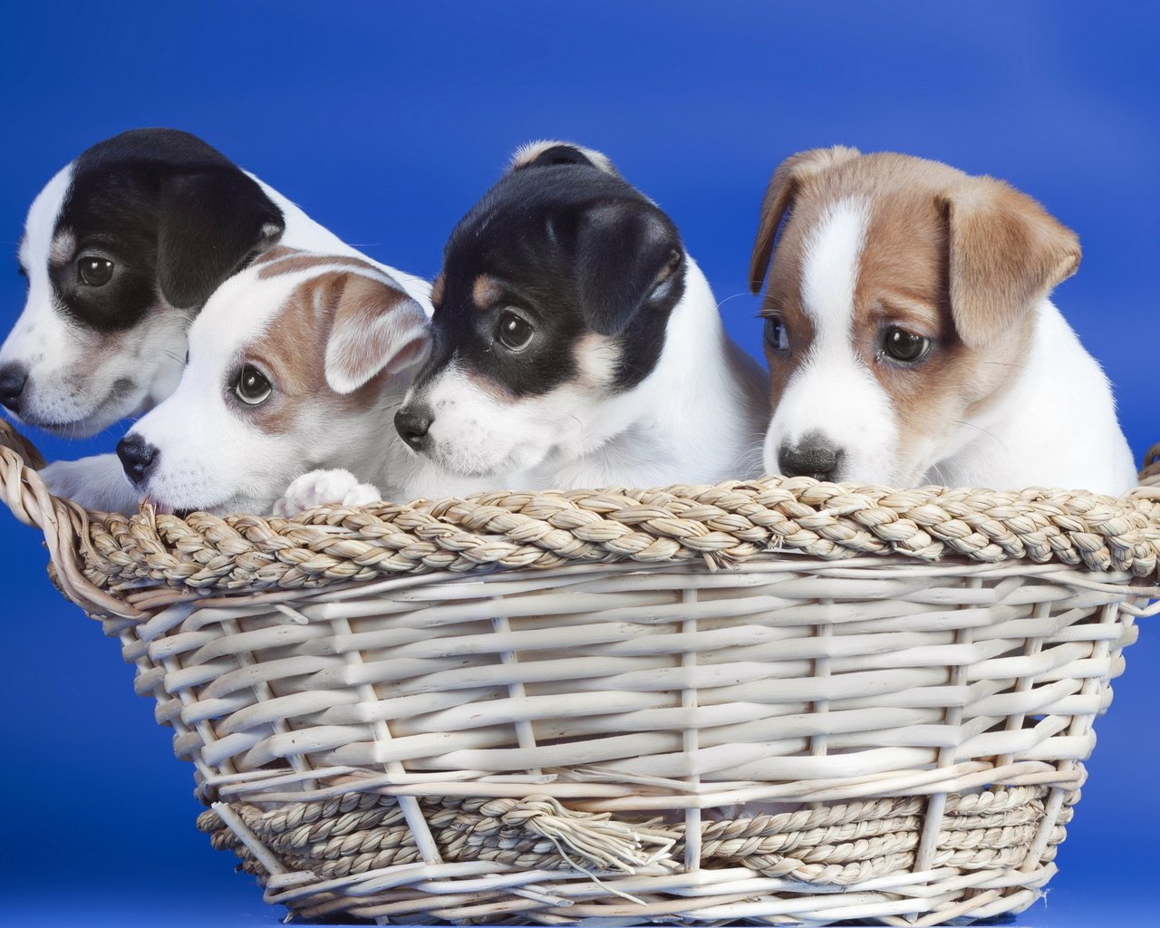 Обои корзина, щенки, синий фон, собаки, basket, puppies, blue background, dogs разрешение 2560x1600 Загрузить