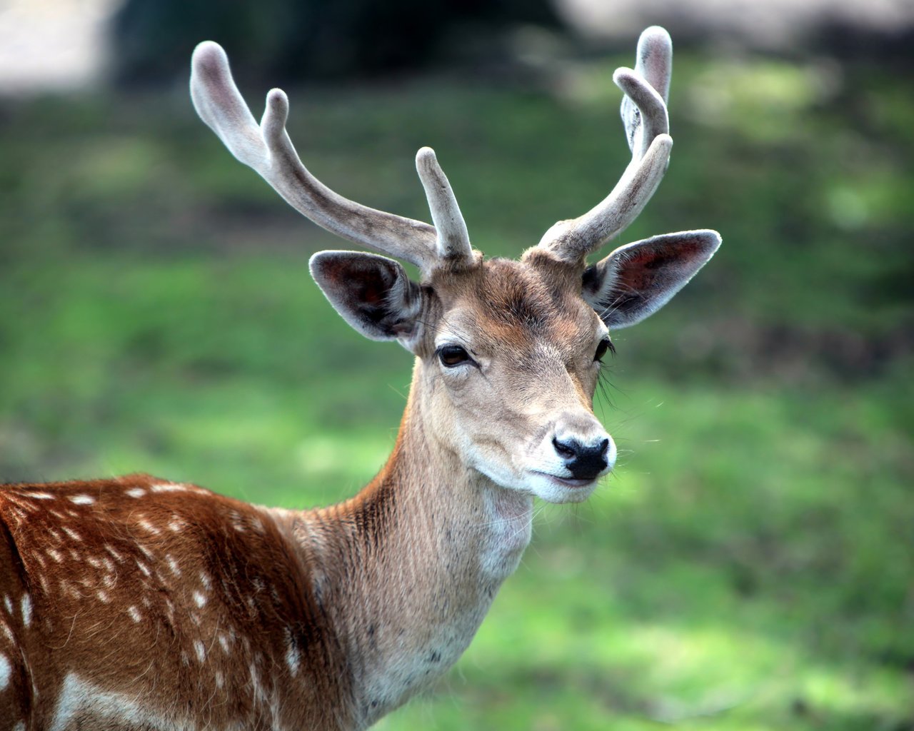 Обои трава, олень, животное, рога, пятнистый, пятнистый олень, grass, deer, animal, horns, spotted разрешение 2560x1600 Загрузить