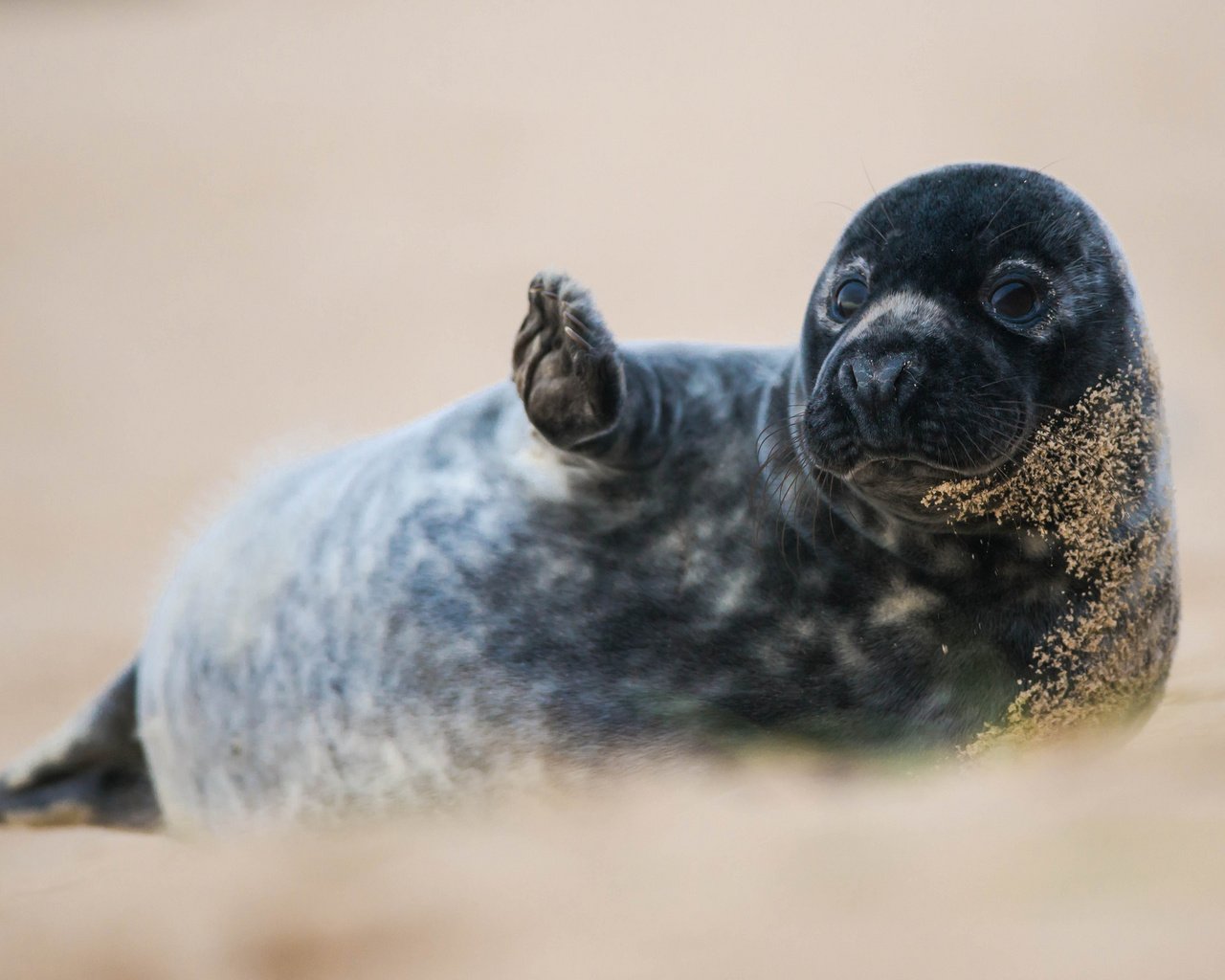 Обои животные, песок, черный, тюлень, лапка, animals, sand, black, seal, foot разрешение 2048x1367 Загрузить