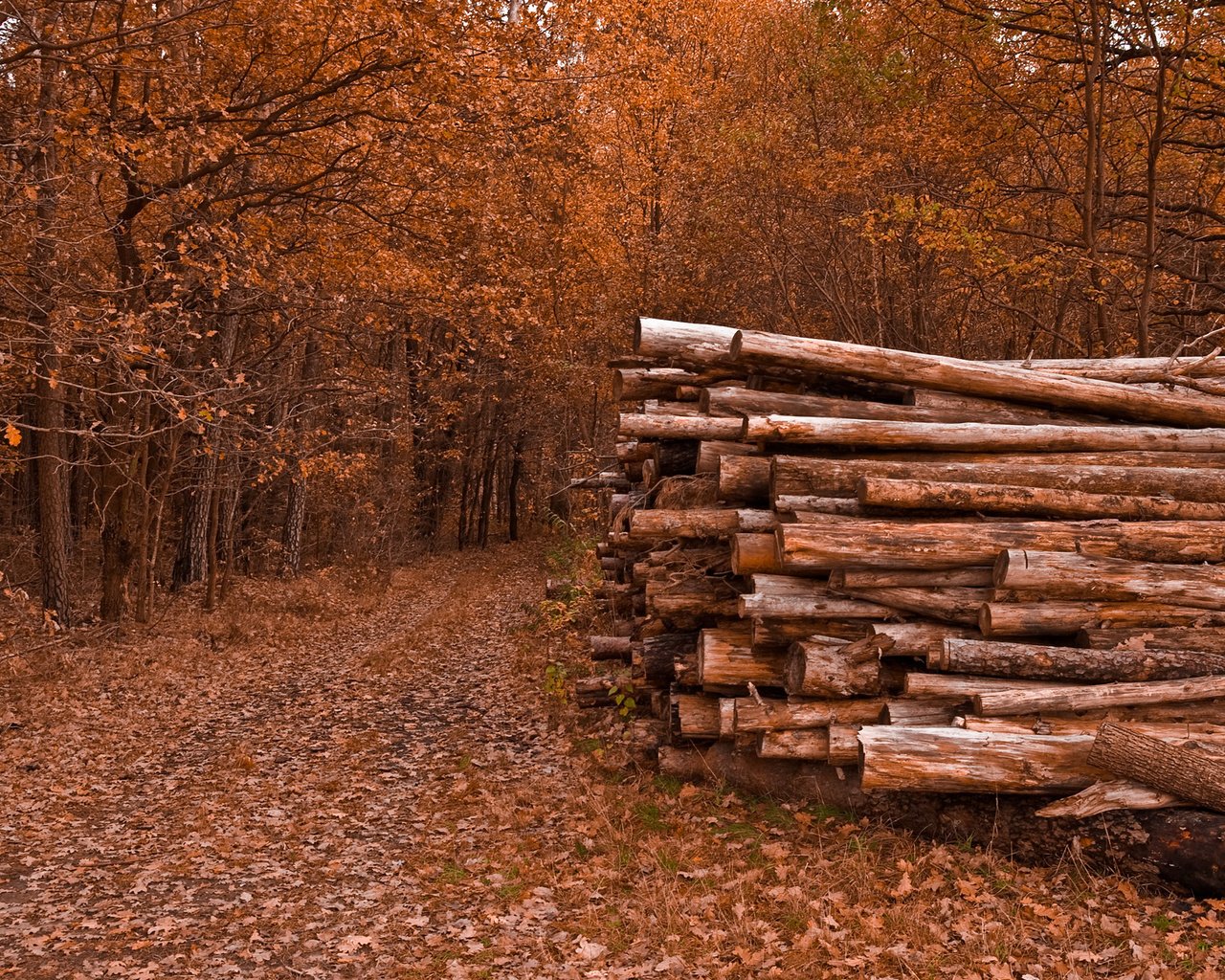 Обои деревья, природа, листья, дорожка, осень, бревна, trees, nature, leaves, track, autumn, logs разрешение 2560x1600 Загрузить