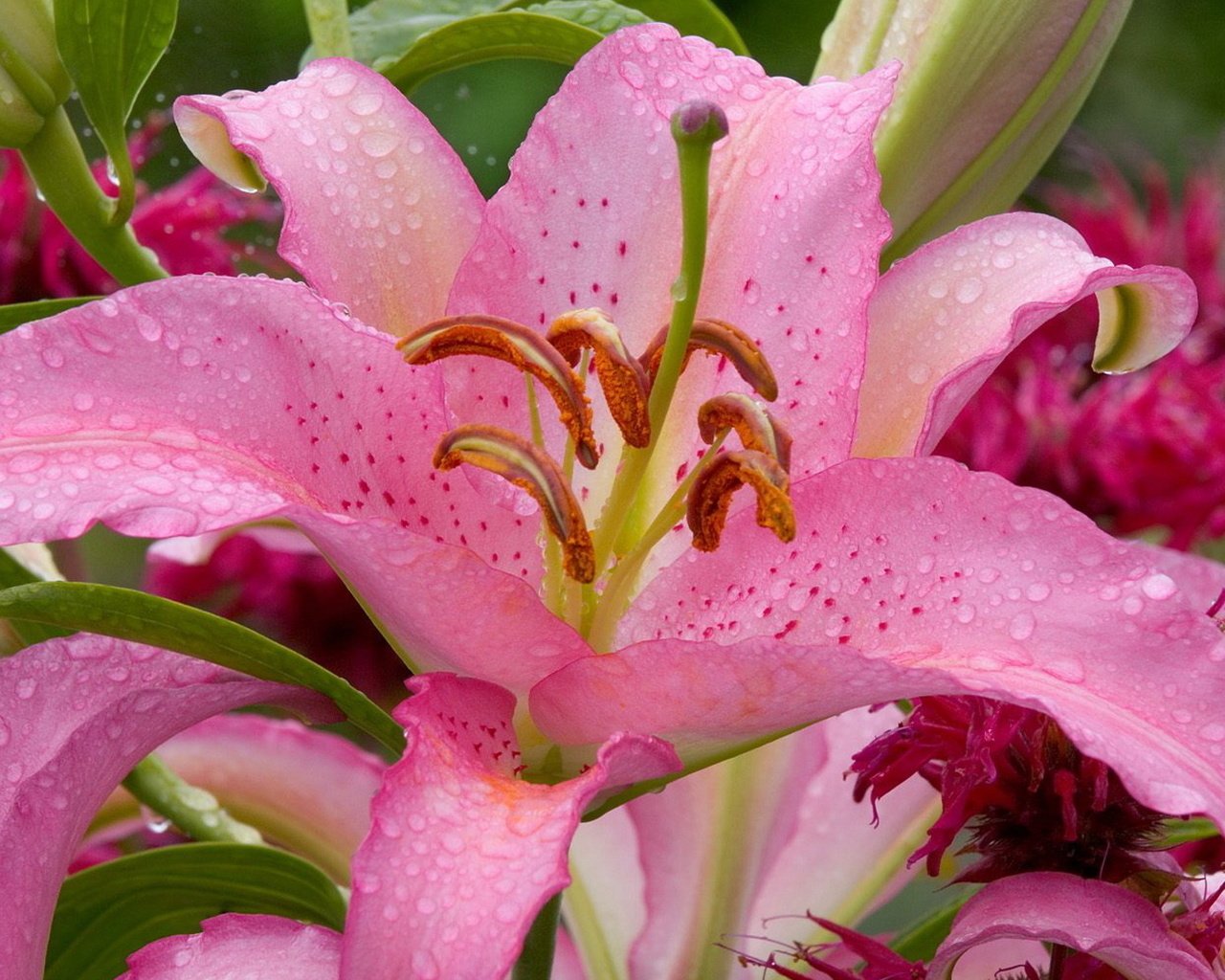 Обои цветы, цветок, лилия, розовая, капли воды, flowers, flower, lily, pink, water drops разрешение 1920x1200 Загрузить