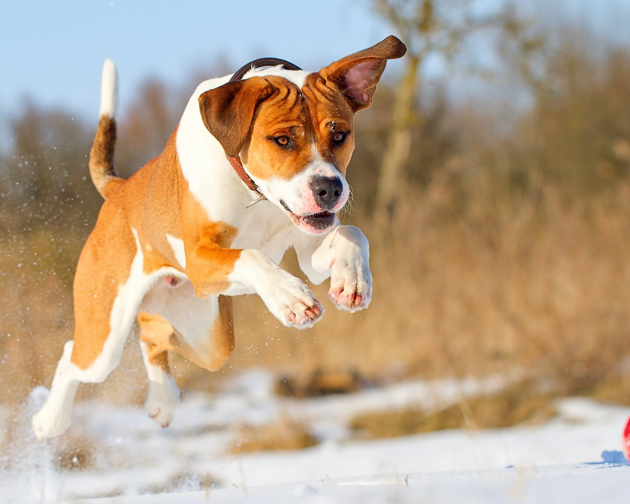 Обои собака, прыжок, друг, мяч, бег, dog, jump, each, the ball, running разрешение 2560x1600 Загрузить
