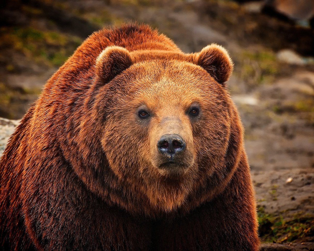 Обои морда, шерсть, взгляд, медведь, мех, бурый, face, wool, look, bear, fur, brown разрешение 2048x1371 Загрузить