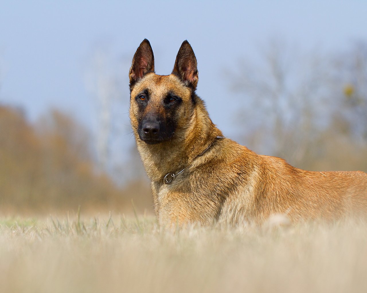 Обои взгляд, собака, друг, малинуа, бельгийская овчарка, look, dog, each, malinois, belgian shepherd разрешение 2560x1600 Загрузить