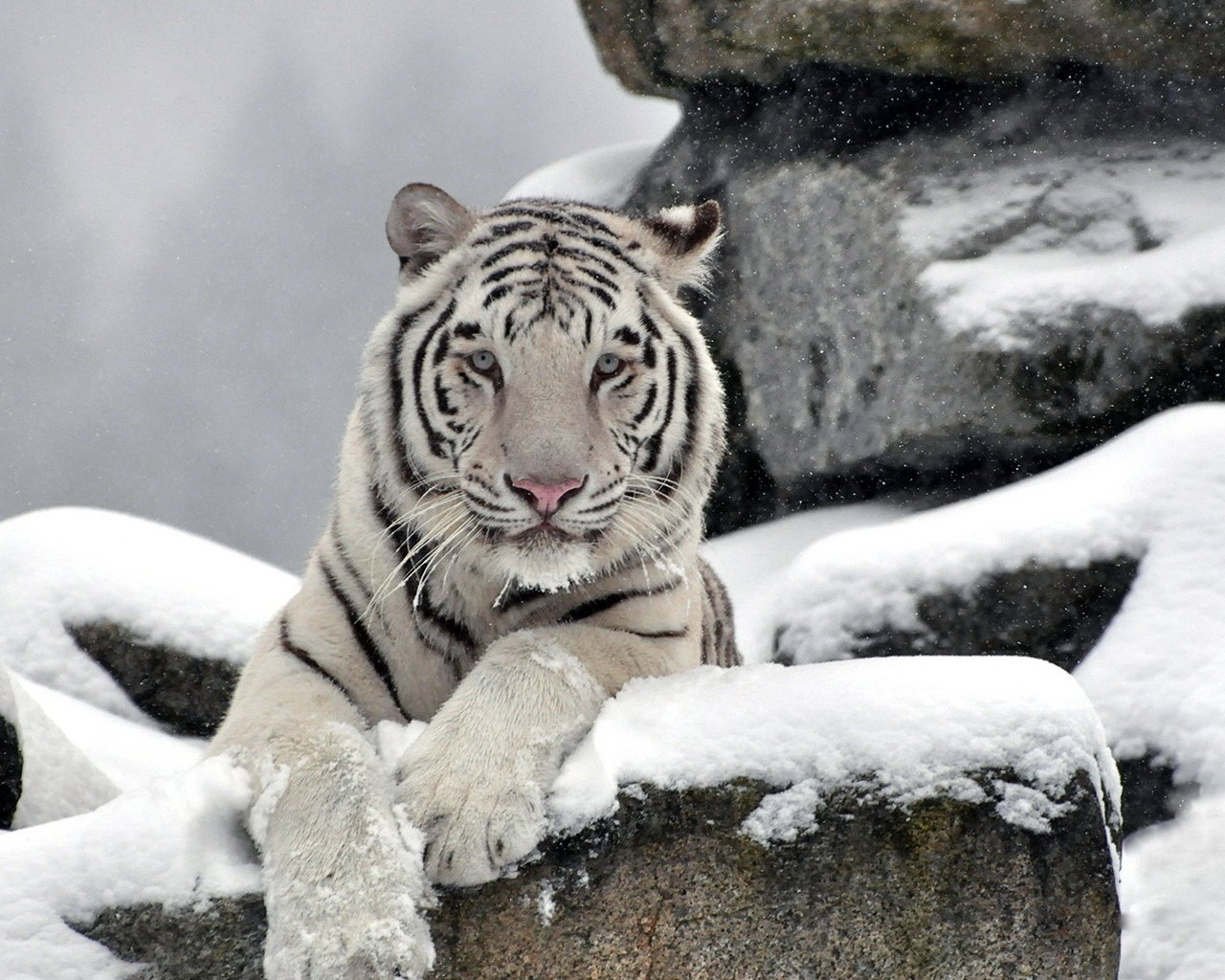 Обои тигр, морда, снег, камни, белый, хищник, waite tiger, tiger, face, snow, stones, white, predator разрешение 1920x1200 Загрузить