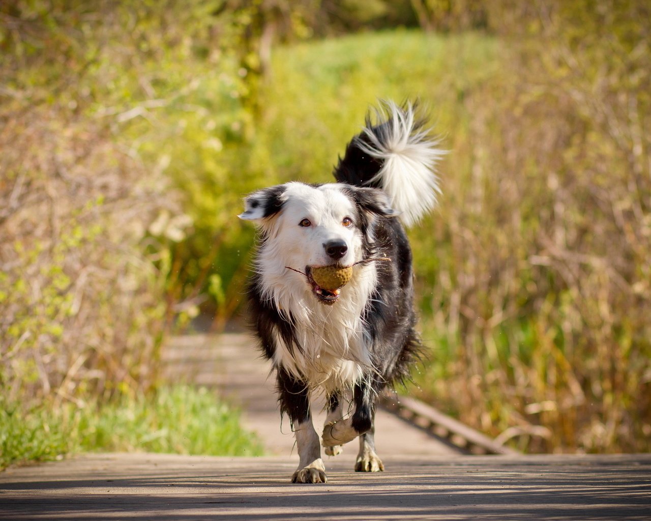 Обои деревья, мост, собака, друг, мяч, бордер-колли, trees, bridge, dog, each, the ball, the border collie разрешение 1920x1280 Загрузить