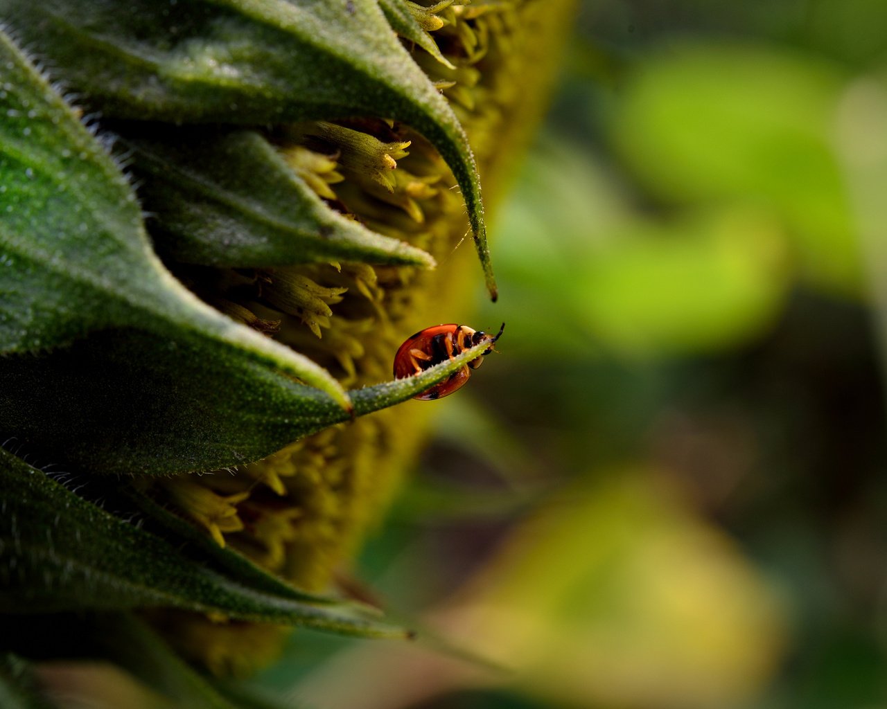 Обои макро, насекомое, цветок, подсолнух, божья коровка, macro, insect, flower, sunflower, ladybug разрешение 2048x1367 Загрузить