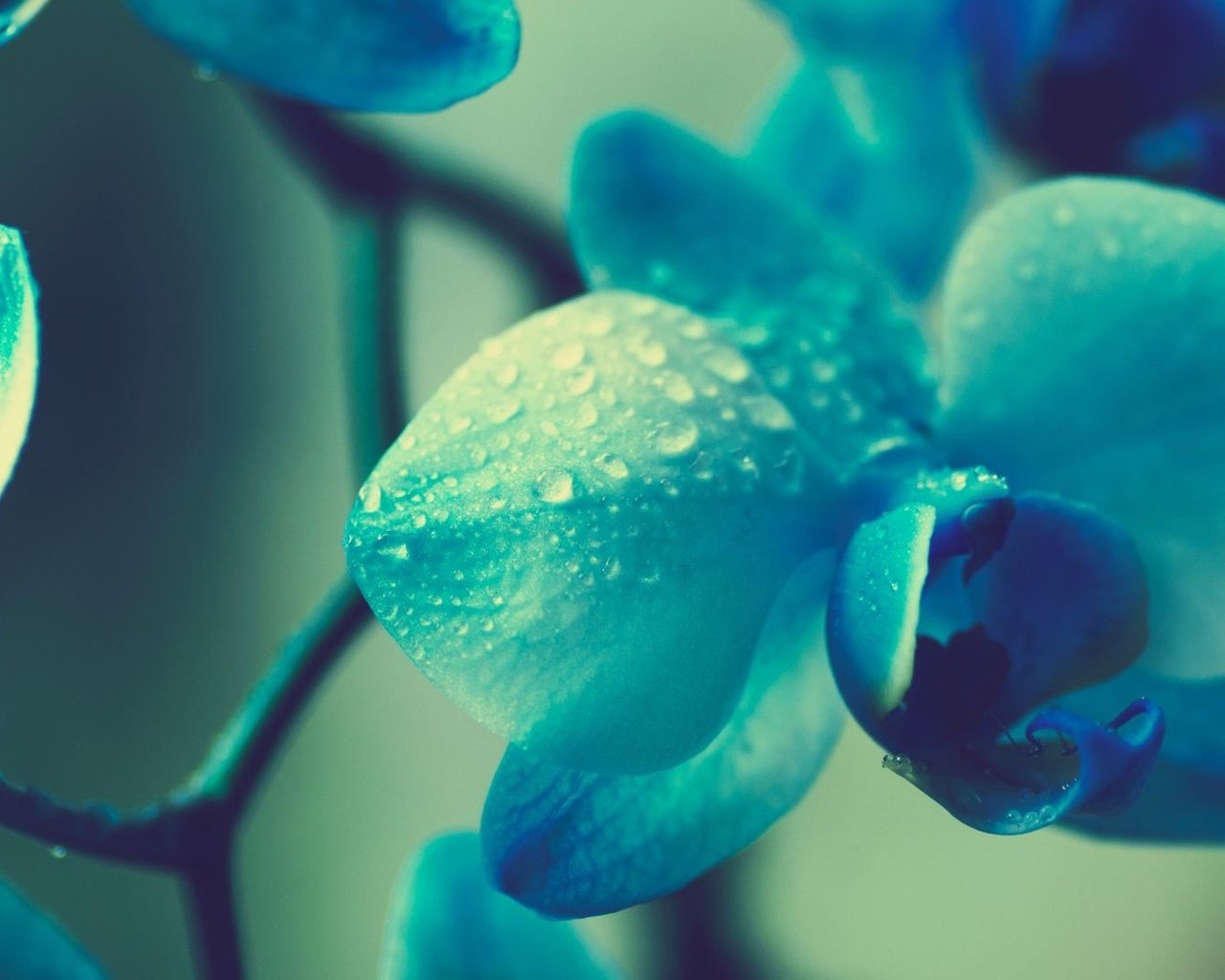 Обои макро, цветок, капли, размытость, орхидея, macro, flower, drops, blur, orchid разрешение 1920x1080 Загрузить