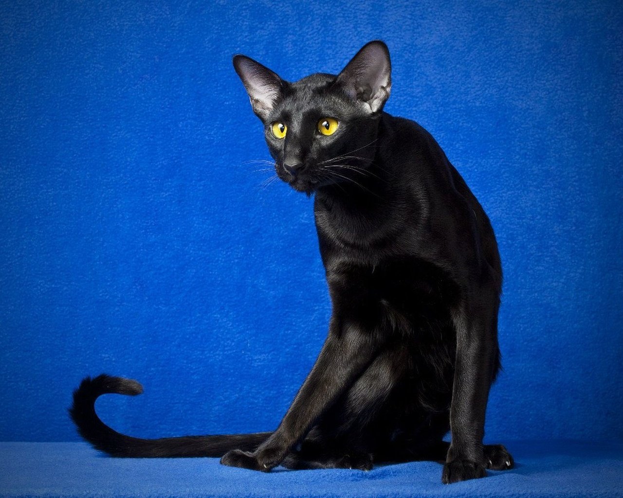 Обои глаза, кот, кошка, взгляд, черный, синий фон, ориентал, eyes, cat, look, black, blue background, oriental разрешение 1920x1280 Загрузить