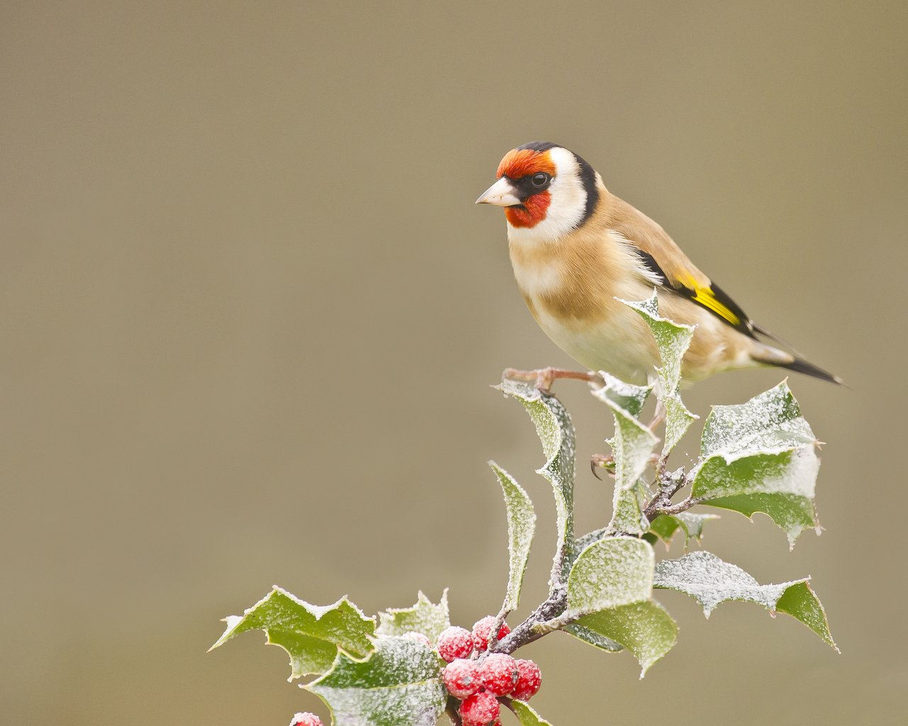 Обои ветка, листья, иней, птица, ягоды, оперение, щегол, branch, leaves, frost, bird, berries, tail, goldfinch разрешение 2048x1536 Загрузить