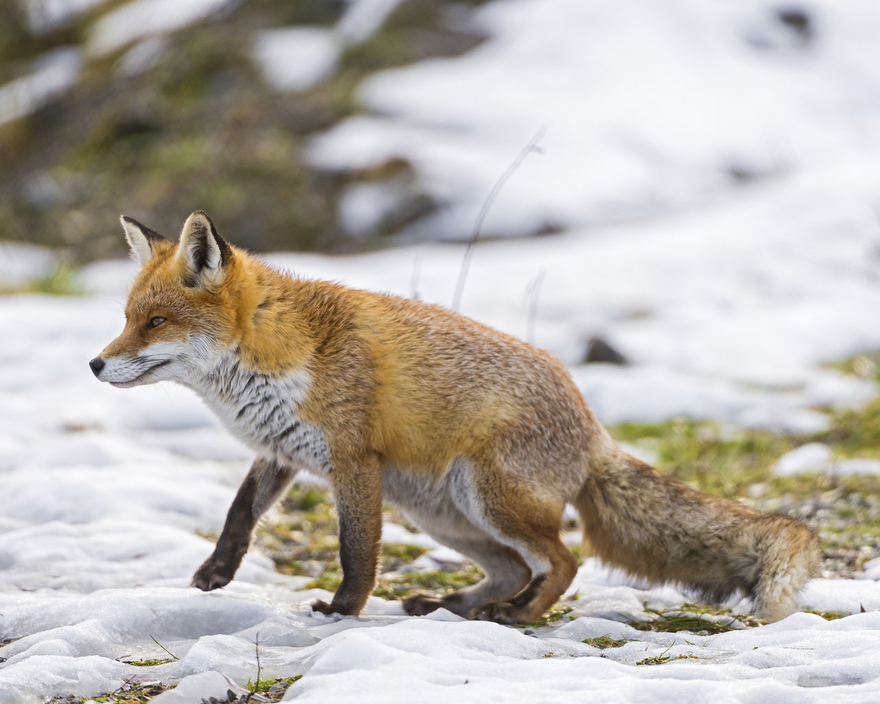 Обои снег, зима, лиса, прогулка, ветер, охота, snow, winter, fox, walk, the wind, hunting разрешение 2048x1363 Загрузить