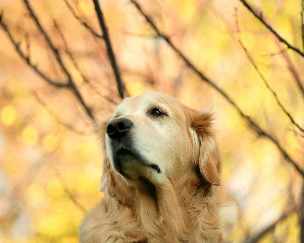 Обои взгляд, осень, собака, золотистый ретривер, look, autumn, dog, golden retriever разрешение 1920x1280 Загрузить