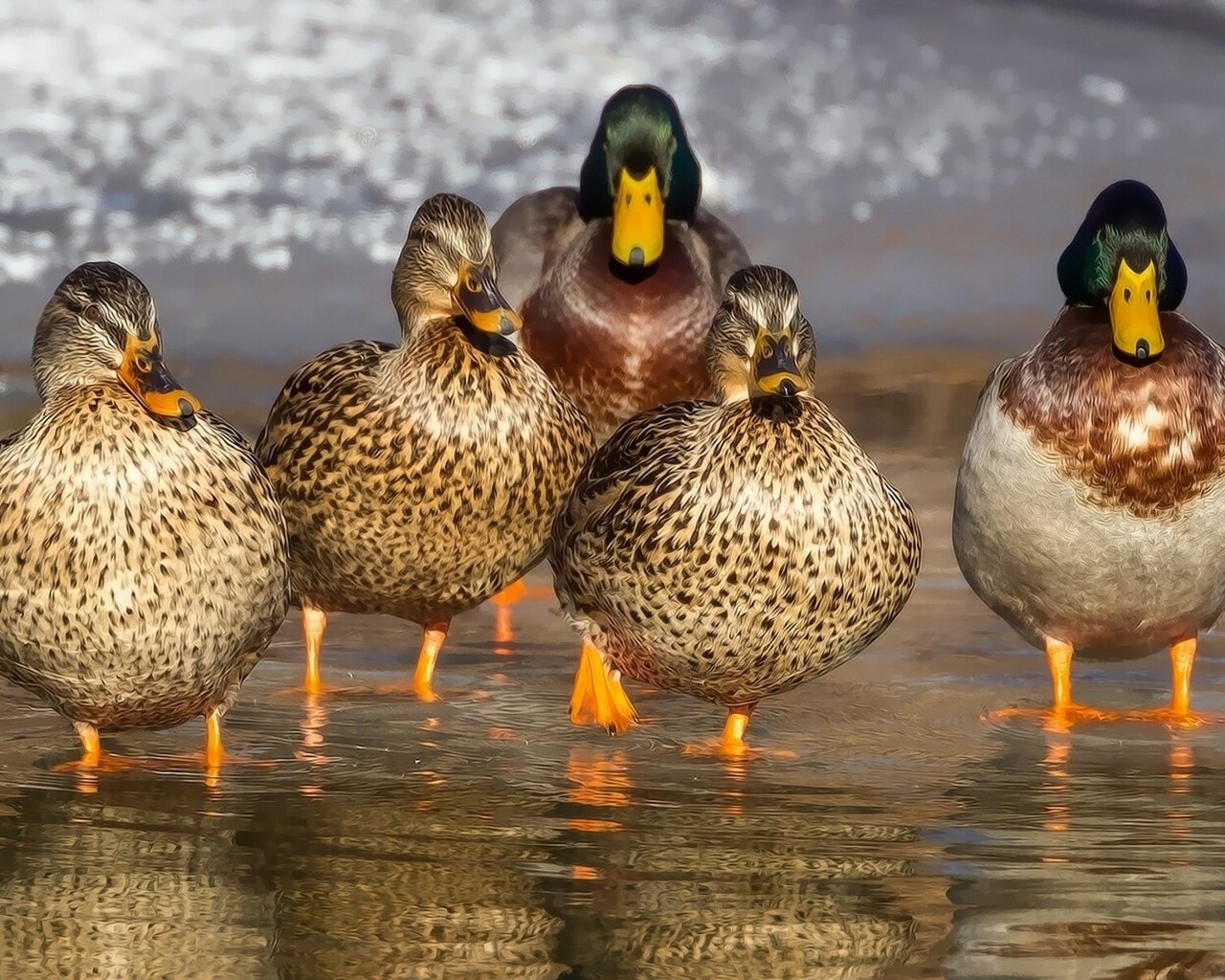 Обои вода, отражение, птицы, клюв, перья, утки, утка, кряква, water, reflection, birds, beak, feathers, duck, mallard разрешение 1920x1200 Загрузить