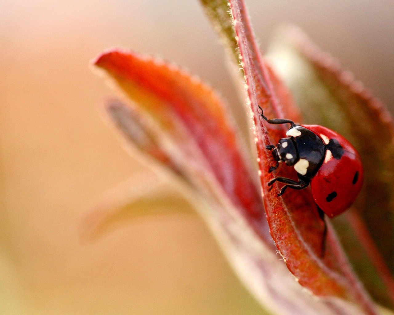 Обои макро, фон, божья коровка, размытость, cvetok, bozhya, korovka, listok, macro, background, ladybug, blur разрешение 1920x1200 Загрузить