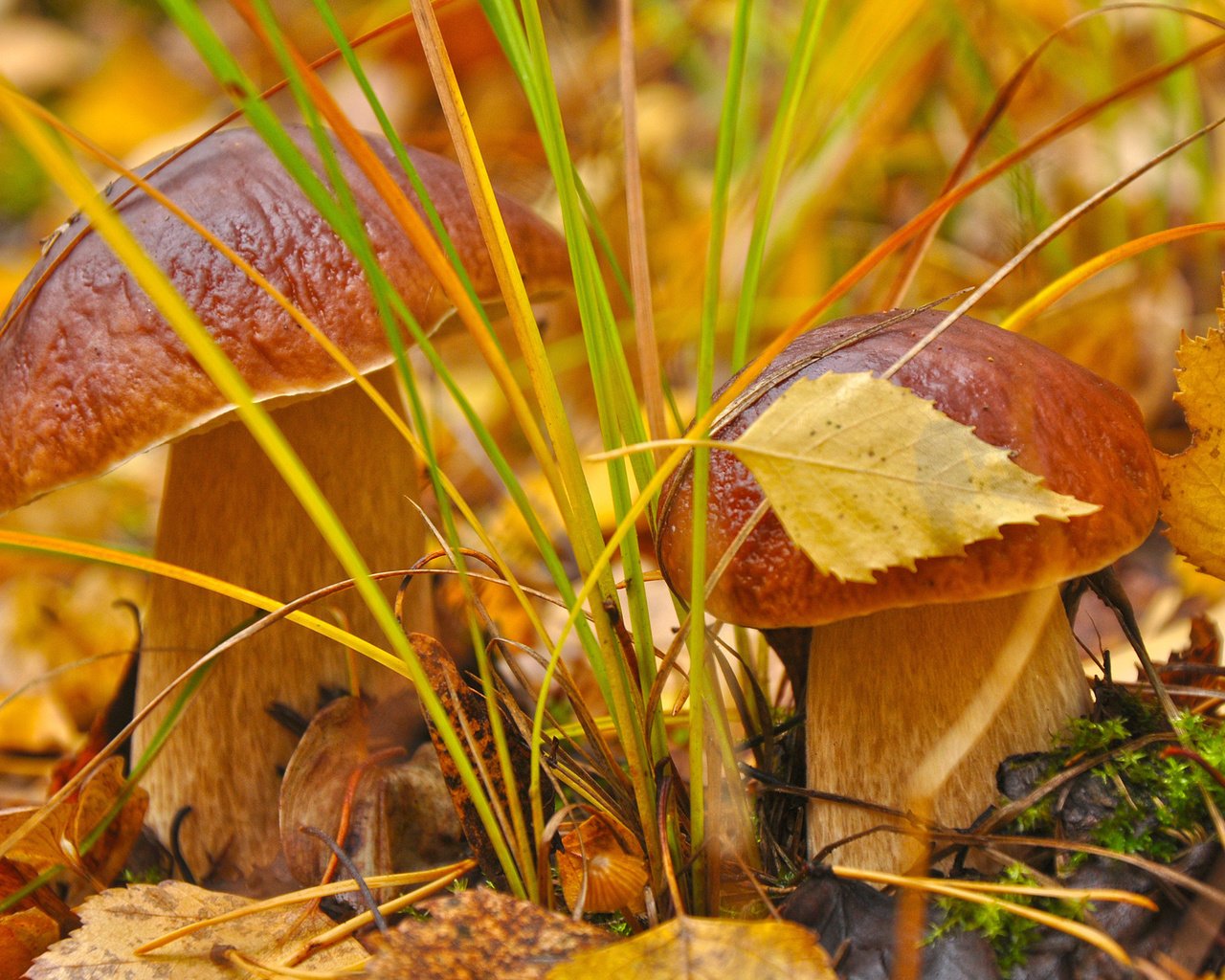 Обои трава, листья, макро, осень, грибы, гриб, grass, leaves, macro, autumn, mushrooms, mushroom разрешение 2560x1600 Загрузить