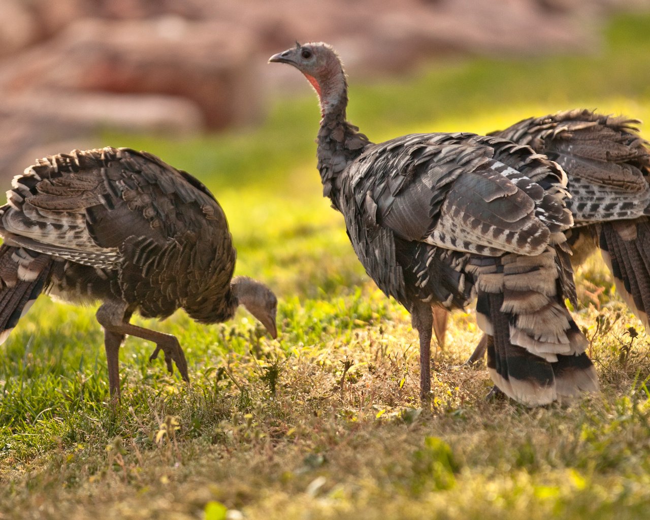 Обои трава, природа, птицы, клюв, перья, дрофа, grass, nature, birds, beak, feathers, bustard разрешение 2880x1800 Загрузить