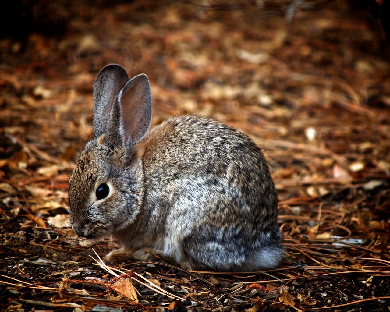 Обои природа, животные, ушки, зайцы, заяц, зайчик, nature, animals, ears, rabbits, hare, bunny разрешение 3600x2400 Загрузить