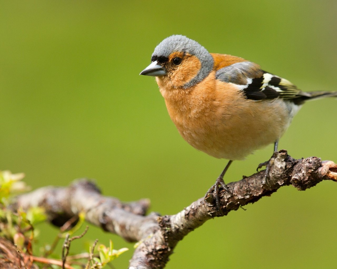 Обои ветка, природа, птицы, зяблик, branch, nature, birds, chaffinch разрешение 2048x1328 Загрузить