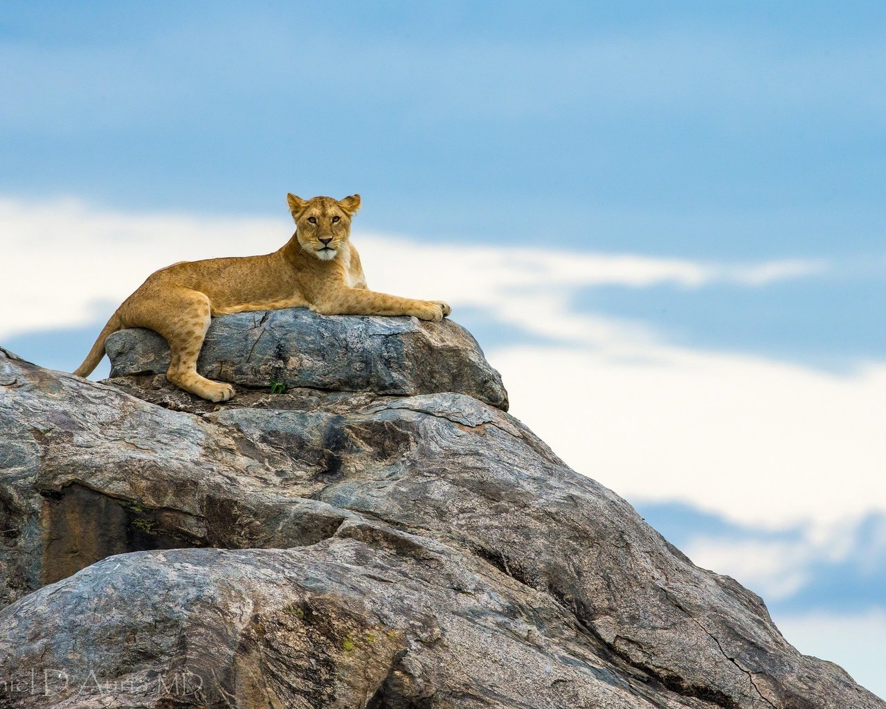 Обои небо, горы, природа, львы, львица, the sky, mountains, nature, lions, lioness разрешение 2048x1365 Загрузить