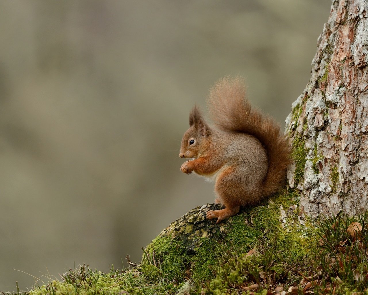 Обои дерево, животные, мох, белка, хвост, белочка, tree, animals, moss, protein, tail, squirrel разрешение 2048x1367 Загрузить