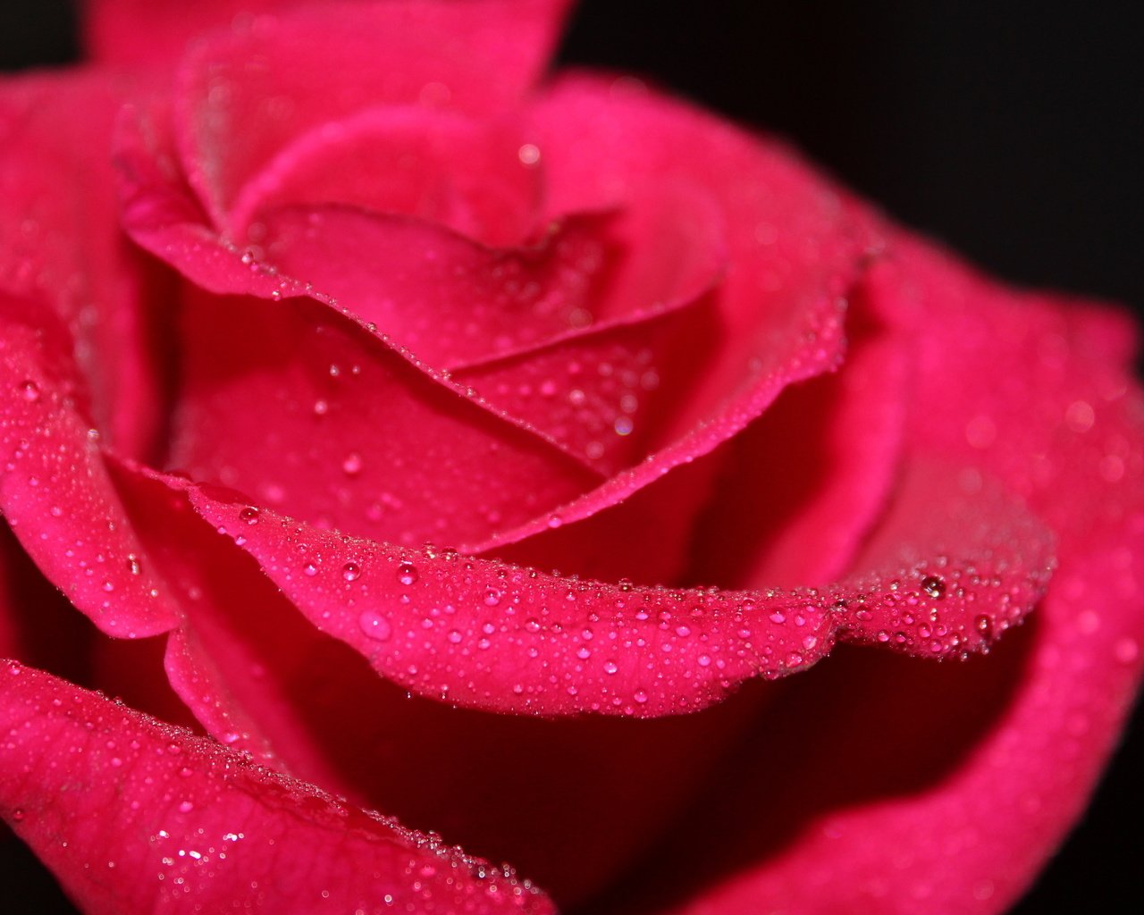 Обои вода, макро, цветок, роса, капли, роза, красная, water, macro, flower, rosa, drops, rose, red разрешение 2560x1600 Загрузить