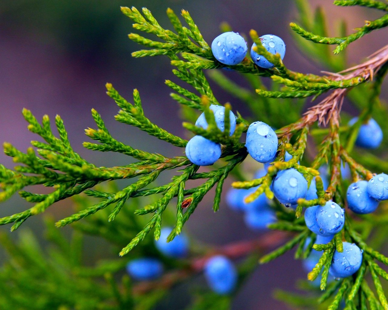 Обои ветка, можжевельник, природа, макро, капли, осень, ягоды, растение, плоды, branch, juniper, nature, macro, drops, autumn, berries, plant, fruit разрешение 2072x1381 Загрузить