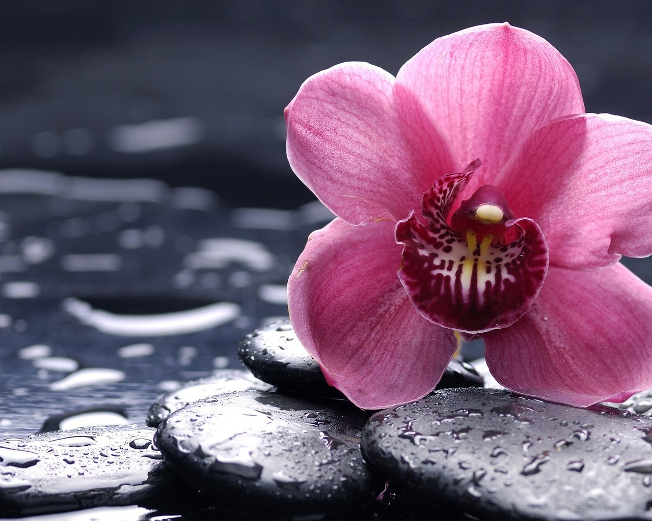 Обои камни, цветок, розовая, орхидея, орхидею, stones, flower, pink, orchid разрешение 1920x1080 Загрузить