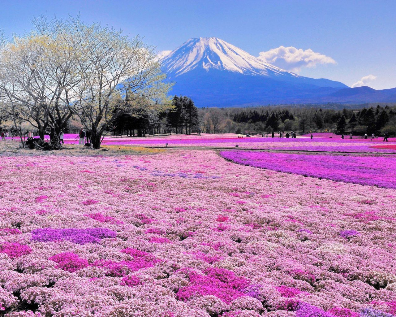 Обои цветы, деревья, пейзаж, япония, вулкан, flowers, trees, landscape, japan, the volcano разрешение 2880x1800 Загрузить
