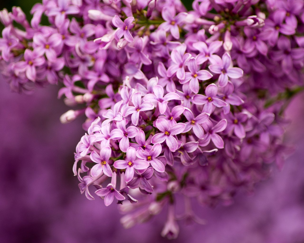 Обои макро, сирень, гроздь, macro, lilac, bunch разрешение 1920x1200 Загрузить