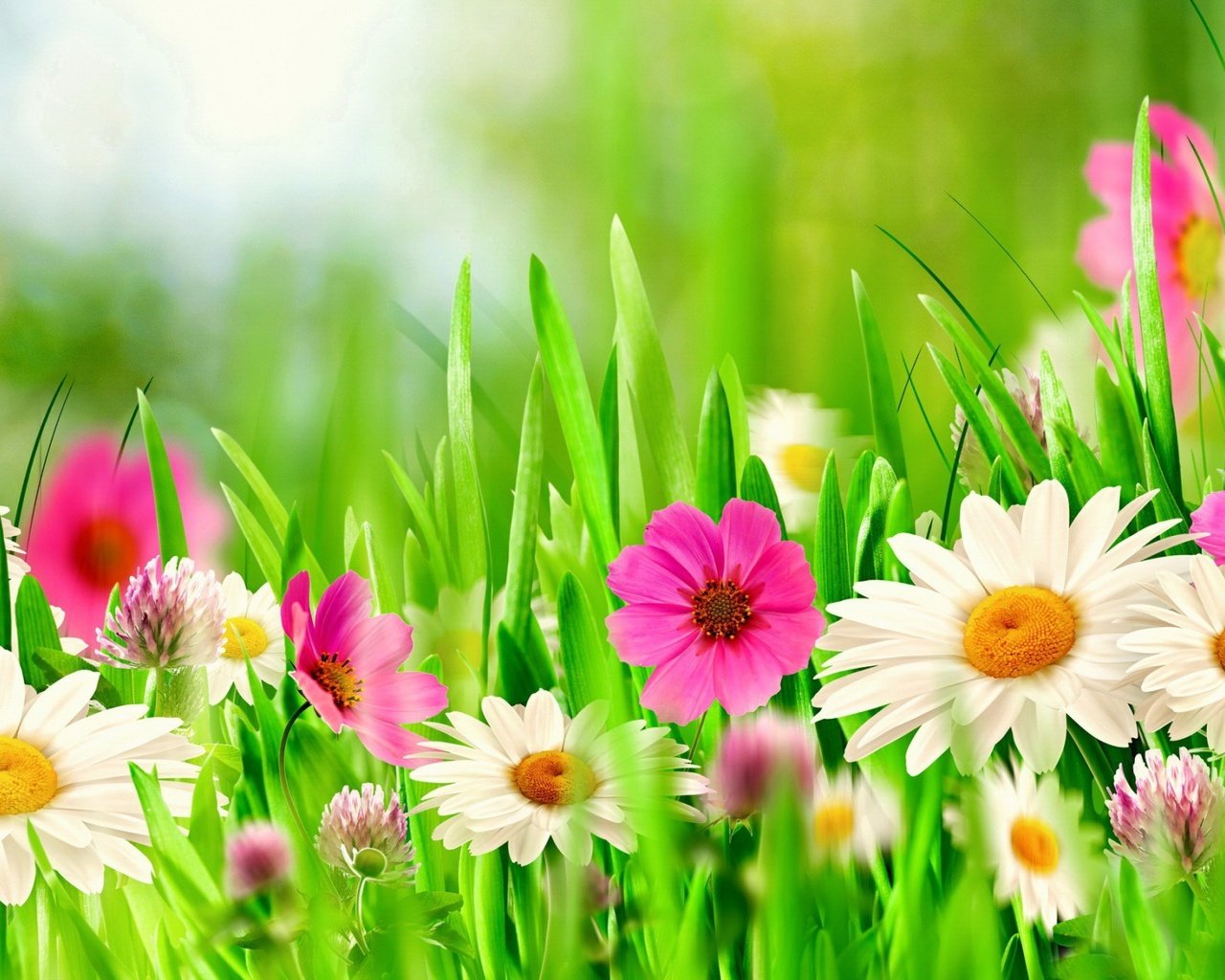 Обои цветы, клевер, поле, весна, ромашки, flowers, clover, field, spring, chamomile разрешение 1920x1200 Загрузить