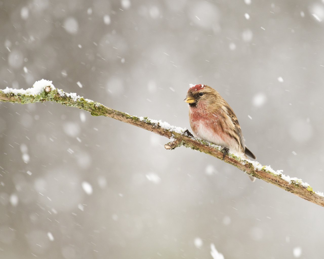 Обои ветка, снег, зима, птицы, птица, клюв, перья, чечётка, branch, snow, winter, birds, bird, beak, feathers, tap dance разрешение 2048x1365 Загрузить