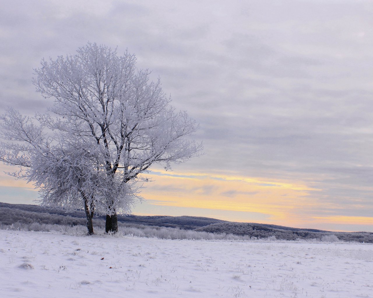 Обои деревья, снег, зима, пейзаж, иней, trees, snow, winter, landscape, frost разрешение 2048x1366 Загрузить