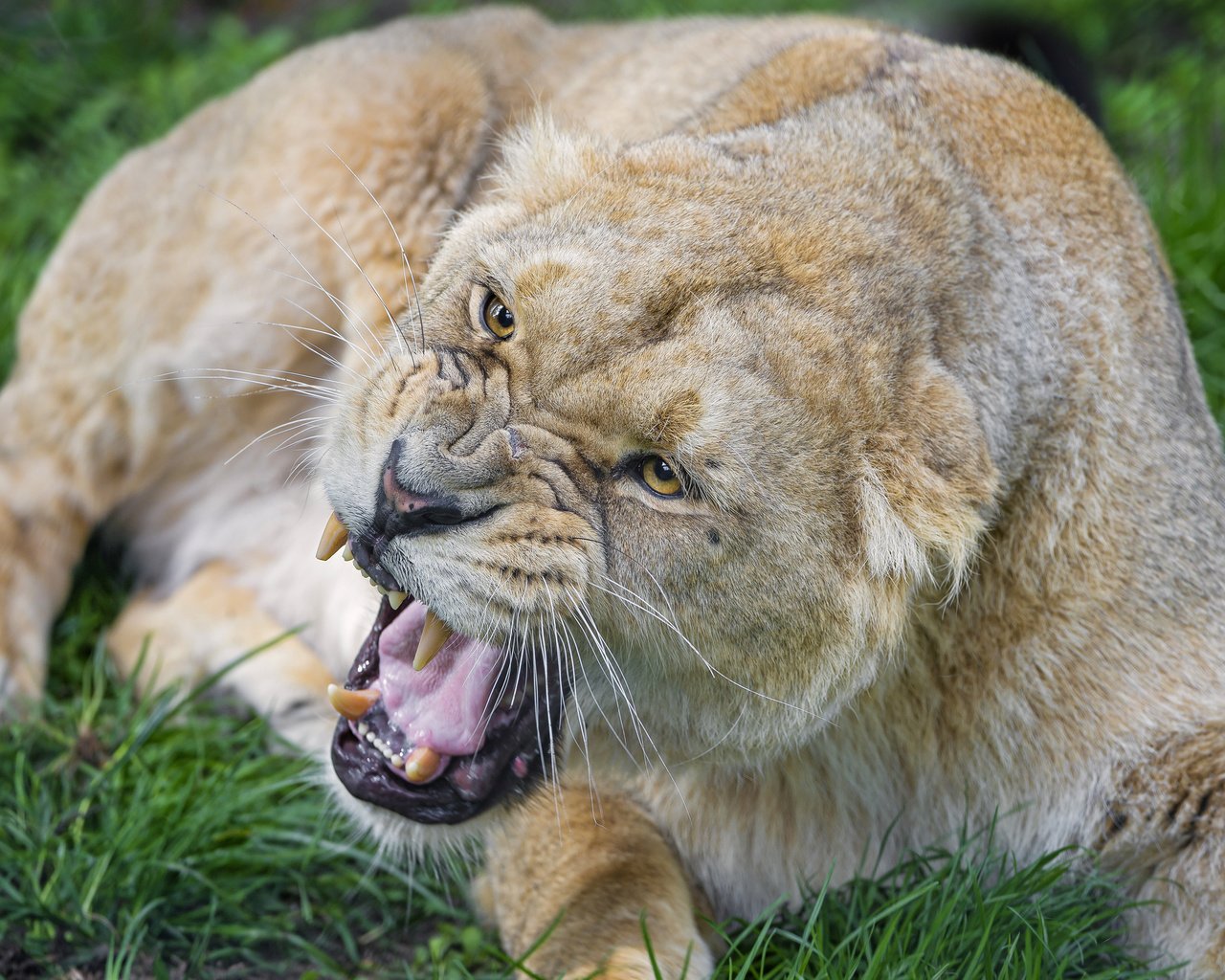 Обои морда, кошка, взгляд, лев, оскал, львица, face, cat, look, leo, grin, lioness разрешение 2048x1638 Загрузить