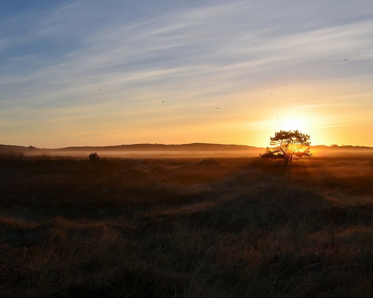 Обои природа, дерево, утро, туман, поле, nature, tree, morning, fog, field разрешение 1920x1200 Загрузить