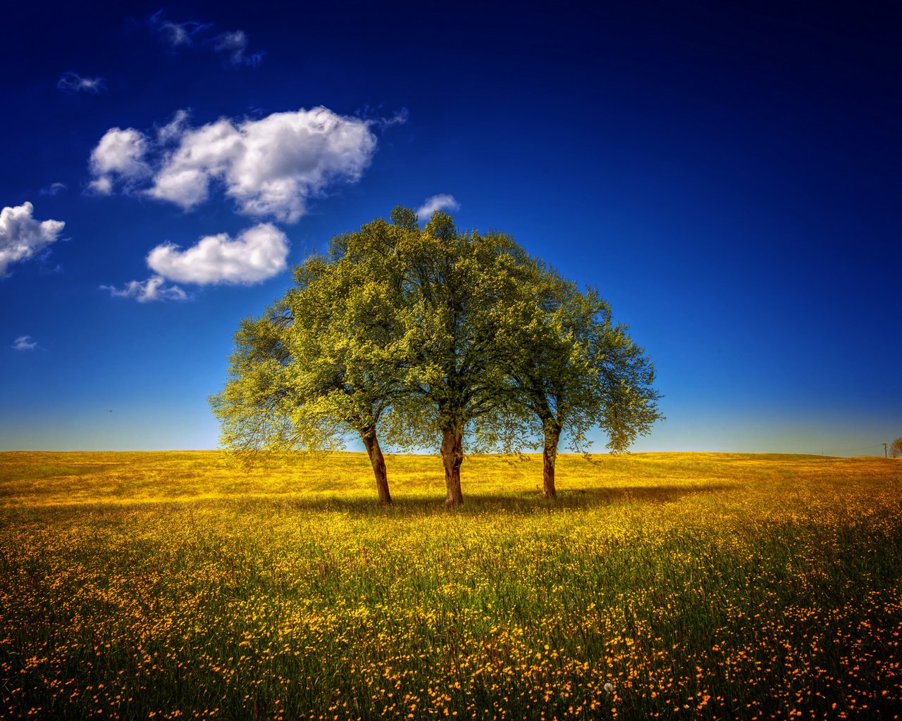 Обои небо, цветы, деревья, пейзаж, поле, луг, the sky, flowers, trees, landscape, field, meadow разрешение 1920x1280 Загрузить